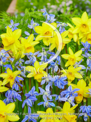 Spring Beauty - Narcissus Tete a Tete Mixed