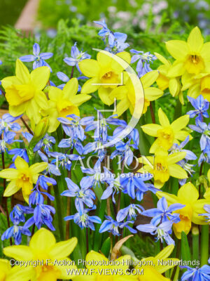 Spring Beauty - Narcissus Tete a Tete Mixed