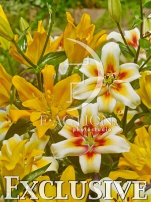 botanic stock photo Lilium