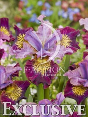 botanic stock photo Iris