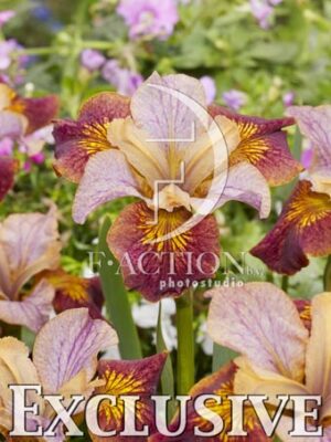 botanic stock photo Iris