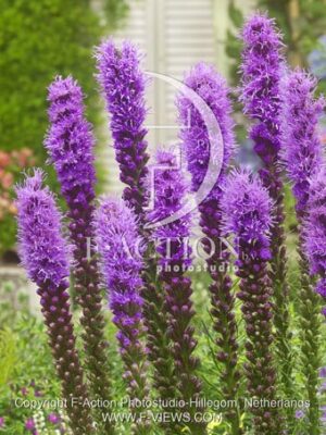 botanic stock photo Liatris