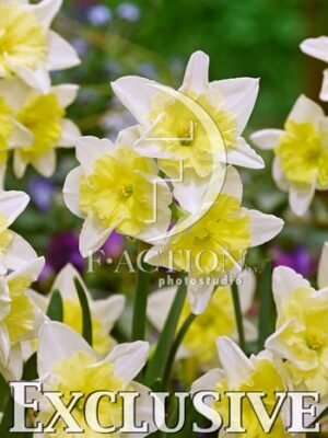 botanic stock photo Narcissus