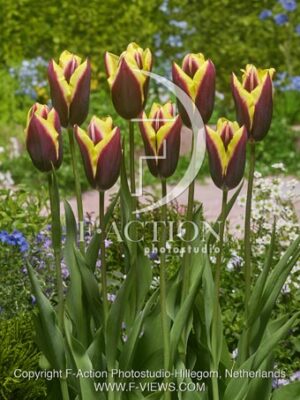 botanic stock photo Tulipa