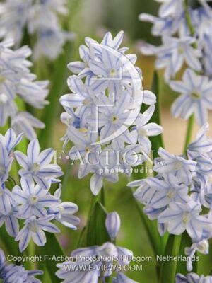 botanic stock photo Puschkinia scilloides