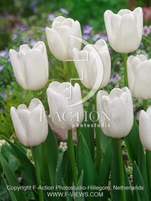 botanic stock photo Tulipa