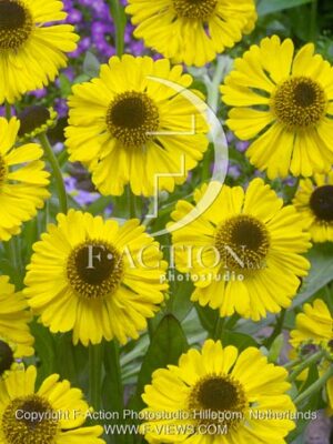 botanic stock photo Helenium