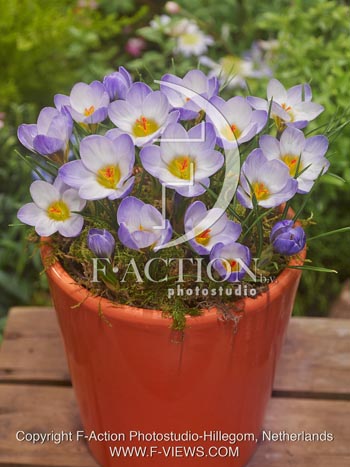 botanic stock photo Crocus