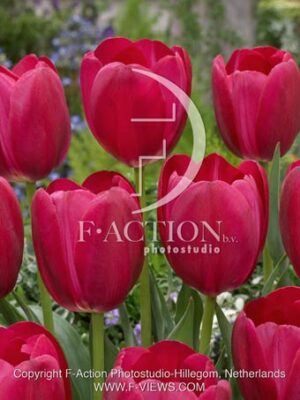 botanic stock photo Tulipa