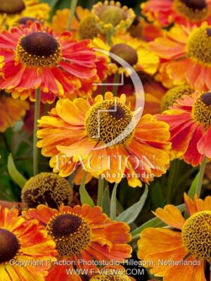 botanic stock photo Helenium