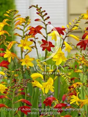 botanic stock photo Crocosmia