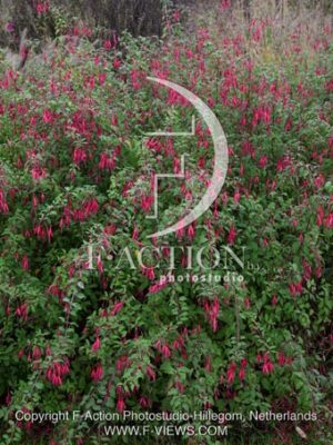 botanic stock photo Fuchsia