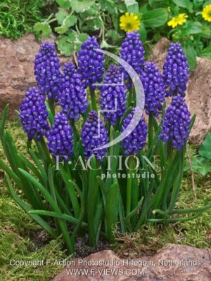 botanic stock photo Muscari