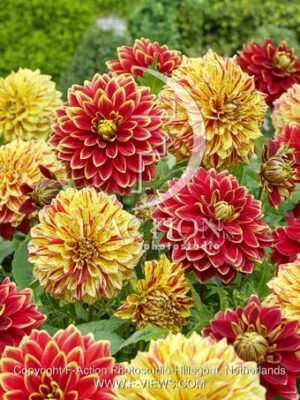 botanic stock photo Dahlia