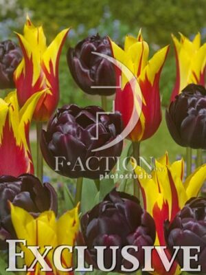 botanic stock photo Tulipa