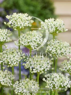 botanic stock photo Allium