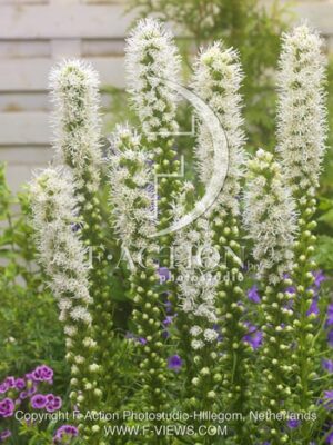 botanic stock photo Liatris