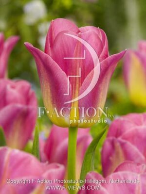 botanic stock photo Tulipa