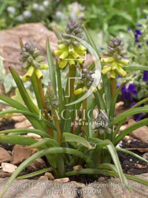 botanic stock photo Muscari