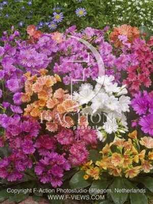 botanic stock photo Lewisia