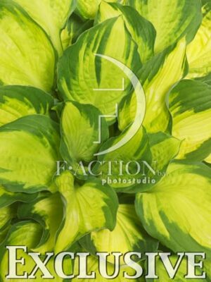 botanic stock photo Hosta