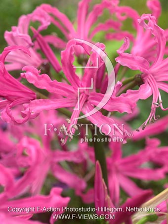botanic stock photo Nerine