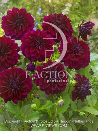 botanic stock photo Dahlia