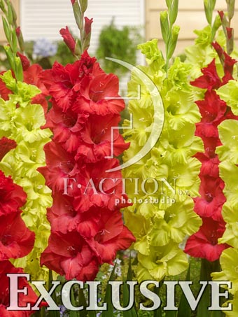 botanic stock photo Gladiolus