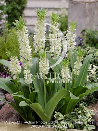 botanic stock photo Eucomis