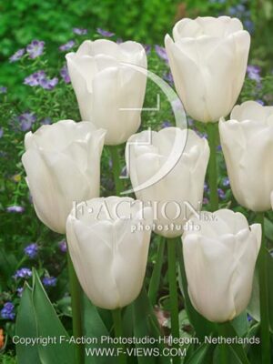 botanic stock photo Tulipa