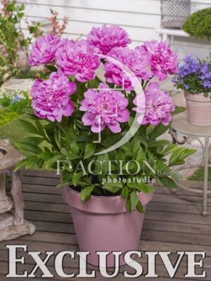 botanic stock photo Paeonia