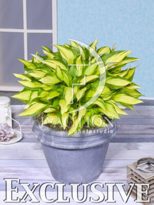 botanic stock photo Hosta