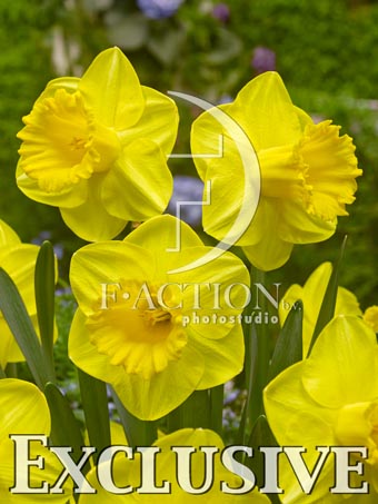 botanic stock photo Narcissus