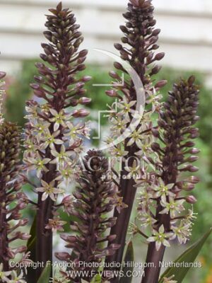 botanic stock photo Eucomis