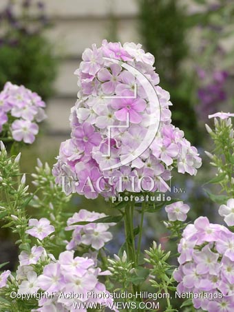 botanic stock photo Phlox