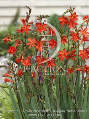 botanic stock photo Crocosmia