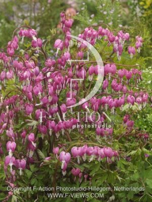 botanic stock photo Dicentra