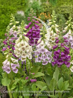 botanic stock photo Digitalis