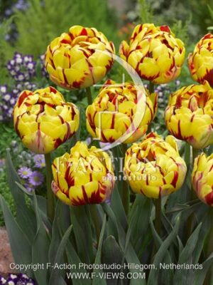 botanic stock photo Tulipa