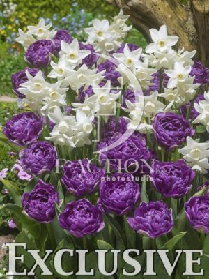 botanic stock photo Tulipa