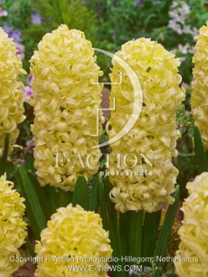 botanic stock photo Hyacinthus