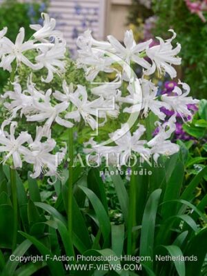 botanic stock photo Nerine