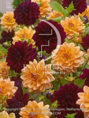botanic stock photo Dahlia