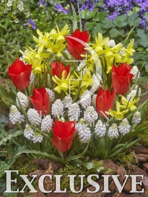 botanic stock photo Spring Garden