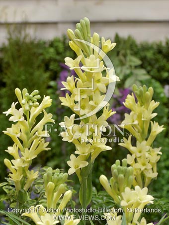 botanic stock photo Polianthes