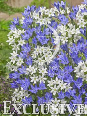 botanic stock photo Triteleia
