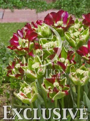 botanic stock photo Tulipa