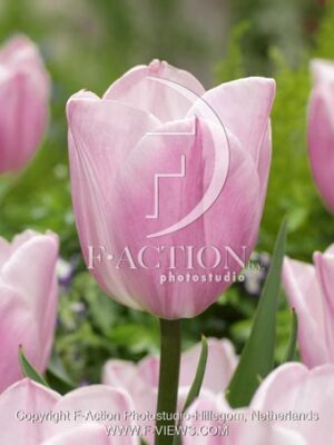botanic stock photo Tulipa