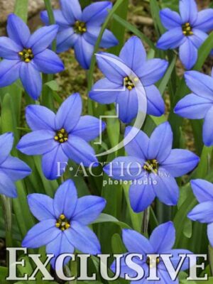 botanic stock photo Ipheion