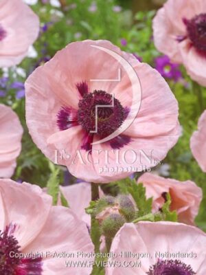 botanic stock photo Papaver